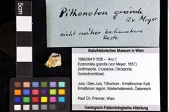 Foto (Objket + Etiketten) von Goniodromites sp. 